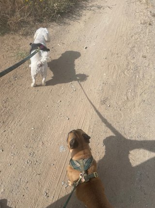 Cuidador de mascotas en Chipiona