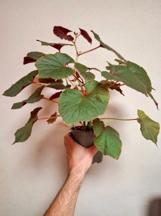 Begonia grandis 'Sapporo'