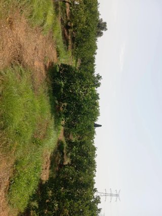 Campo de naranjos 9 anegadas 8000m2