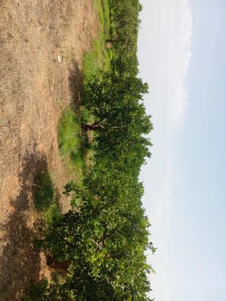 Campo de naranjos 9 anegadas 8000m2