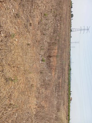 Campo de naranjos 9 anegadas 8000m2