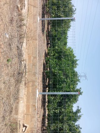 Campo de naranjos 9 anegadas 8000m2