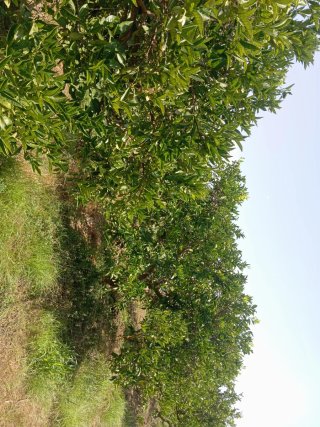 Campo de naranjos 9 anegadas 8000m2