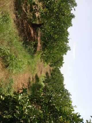 Campo de naranjos 9 anegadas 8000m2