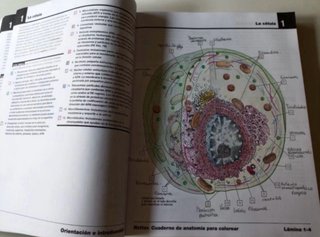 Netter cuaderno de anatomía para colorear