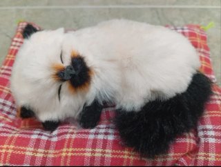 Gatito Siamés realista con sonido Maúlla! (NUEVO)