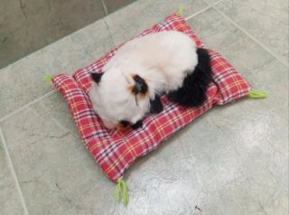Gatito Siamés realista con sonido Maúlla! (NUEVO)