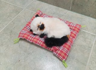 Gatito Siamés realista con sonido Maúlla! (NUEVO)