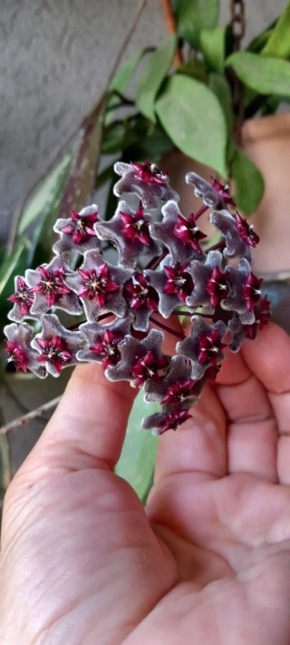 Hoya pubicalyx in vaso 10cm