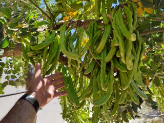 Algarrobos en producción