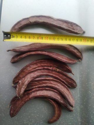 Algarrobos en producción