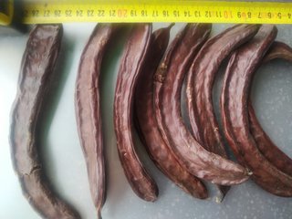 Algarrobos en producción