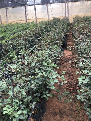 Algarrobos en producción