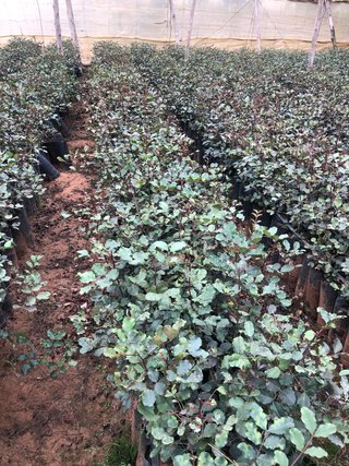 Algarrobos en producción
