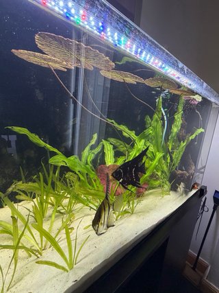 Acuario 100 litros + mesa
