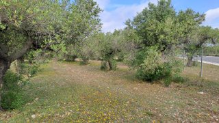 Finca rústica con árboles y vallado, Club Montroig