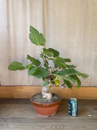 Bonsai Higuera Ficus Carica