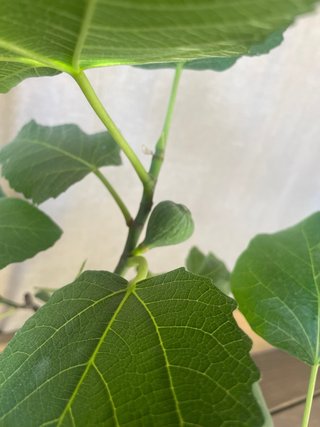 Bonsai Higuera Ficus Carica