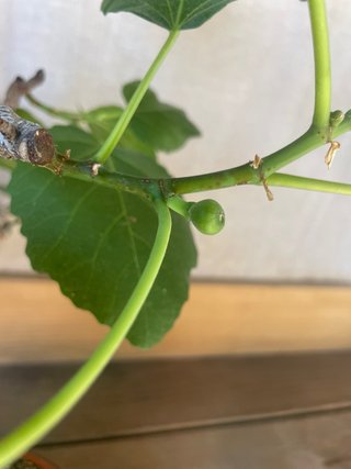 Bonsai Higuera Ficus Carica