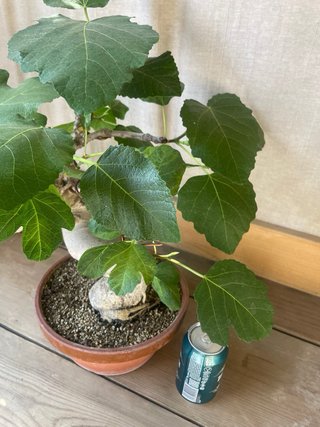 Bonsai Higuera Ficus Carica