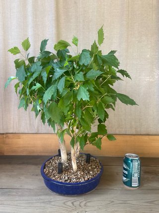 Bonsái Bosque Hibiscus