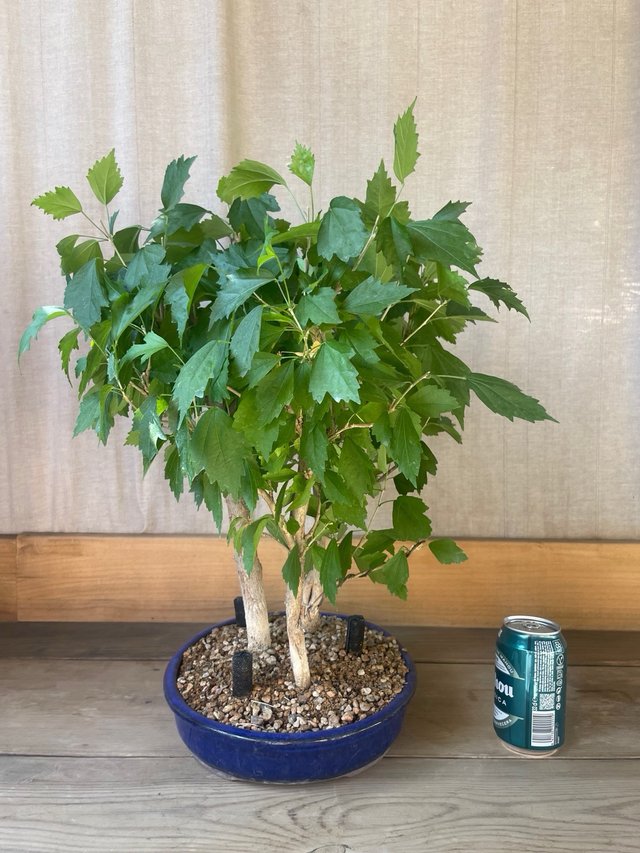 Bonsái Bosque Hibiscus