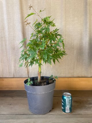 Acer Palmatum Sangokaku Bonsai