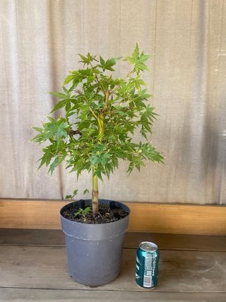 Acer Palmatum Sangokaku Bonsai