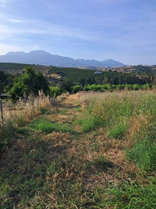 Finca con casa dos casas y naves terreno