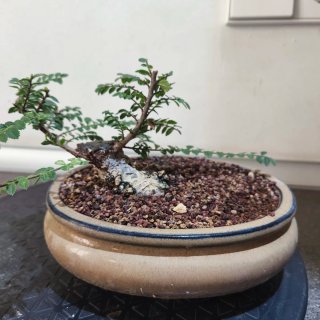 Olmo Hokkaido bonsai