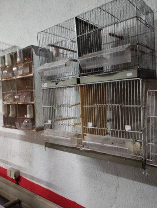 Jaulas para pájaros plateadas