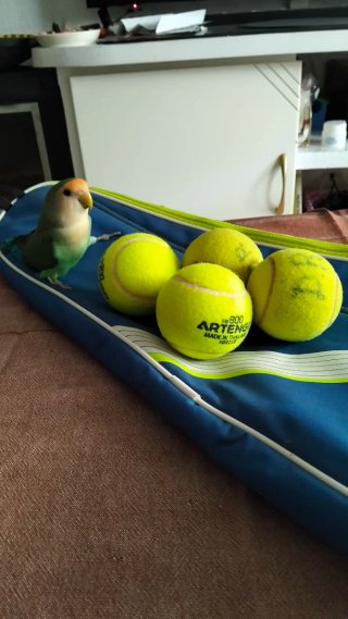 Raqueta de Tenis Artengo, funda y 4 pelotas.