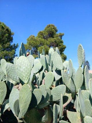 10 Pale di Fichi d'India Siciliani Bio