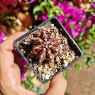 Gymnocalycium t rex x black widow