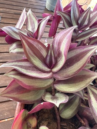 Planta Trandescantia Decorativa