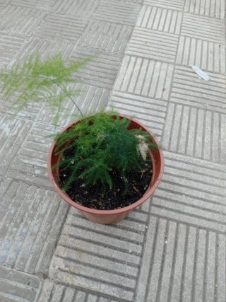 Planta de interior en maceta