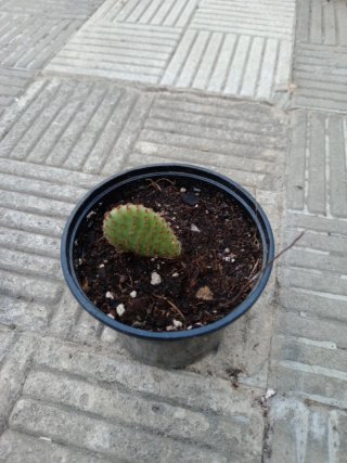 Planta cactus en maceta