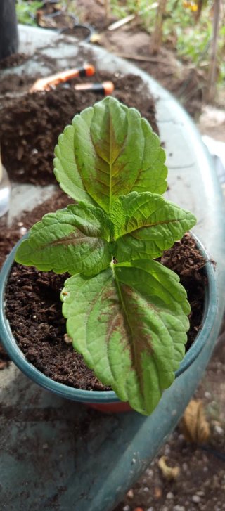 Planta Coleo Variada