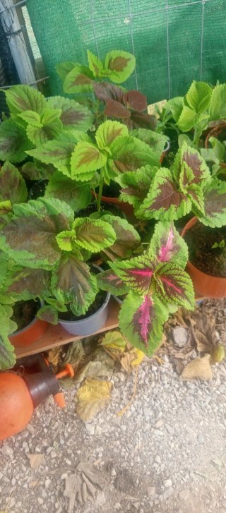 Planta Coleo Variada