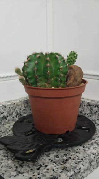 Cactus Echinopsis + 3 Mammillarias y piedra