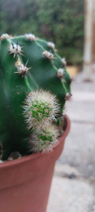 Cactus Echinopsis + 3 Mammillarias y piedra