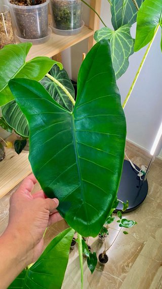 Alocasia Zebrina baby plant