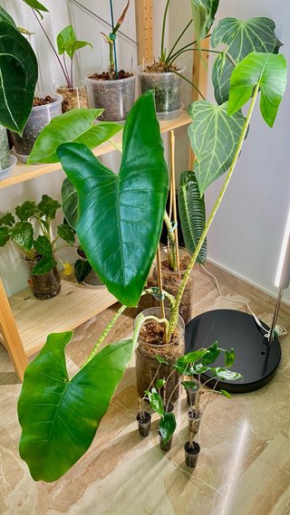 Alocasia Zebrina baby plant lotto