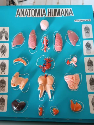 Juego Anatomía Humana