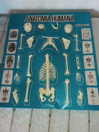 Juego Anatomía Humana