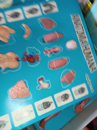 Juego Anatomía Humana