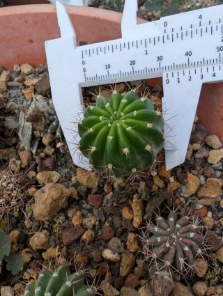 Sunny Echinopsis