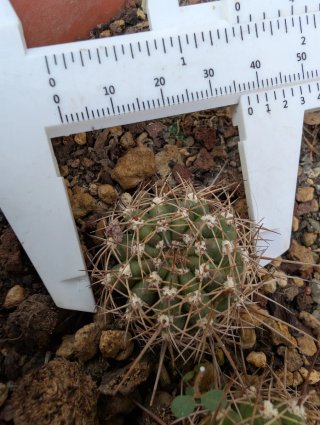 Sunny Echinopsis