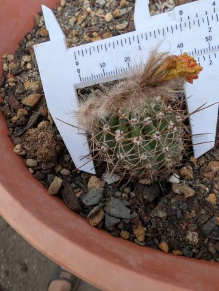 Sunny Echinopsis