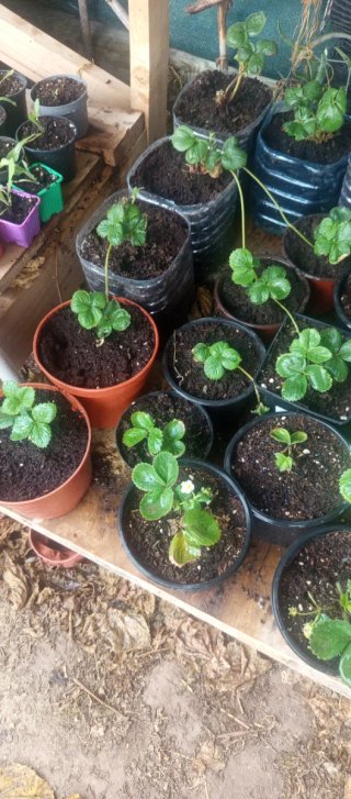 Planta de fresa joven alguna dando fruto aun